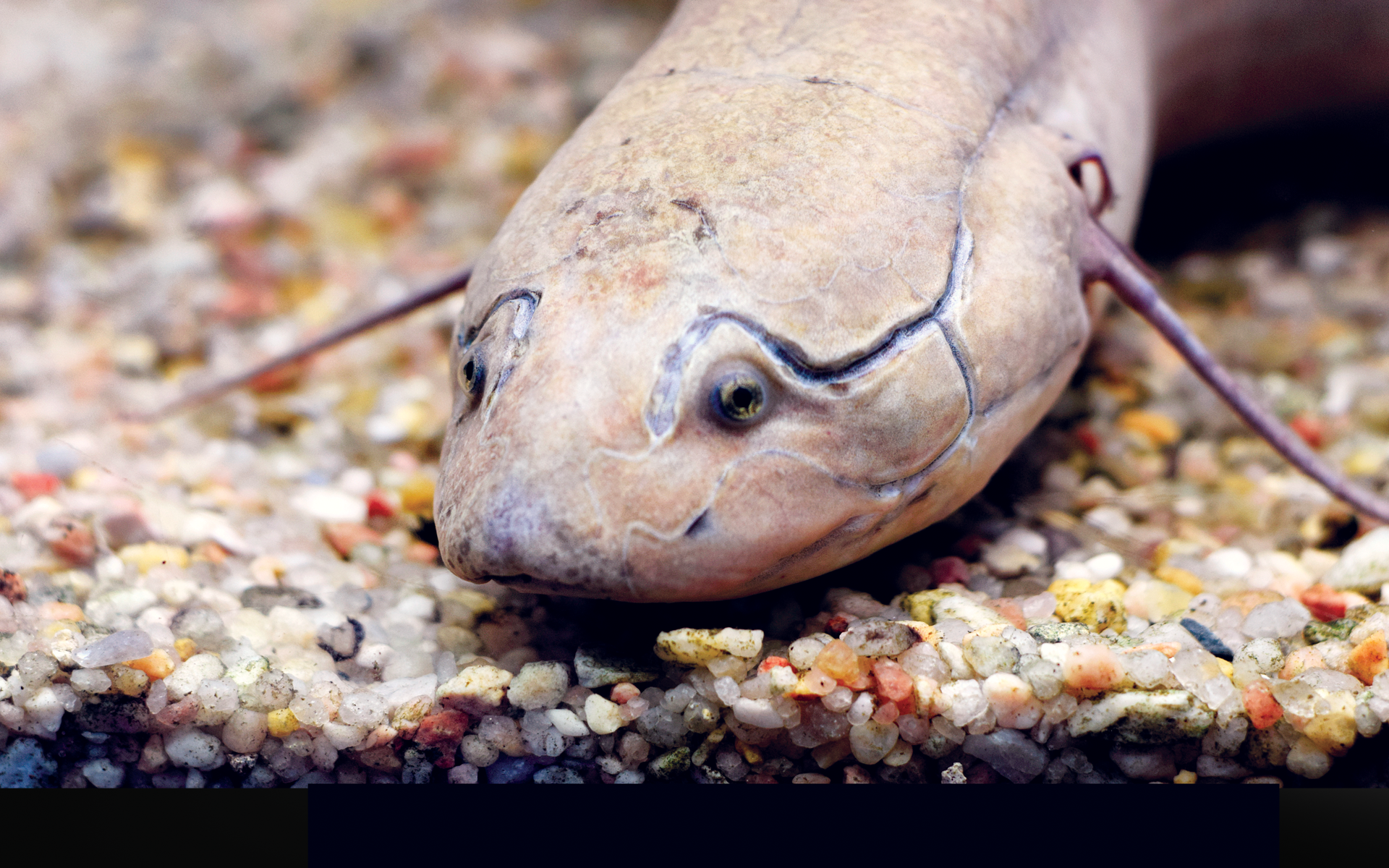 The Sci-fi-like Fish That Hibernates Underground